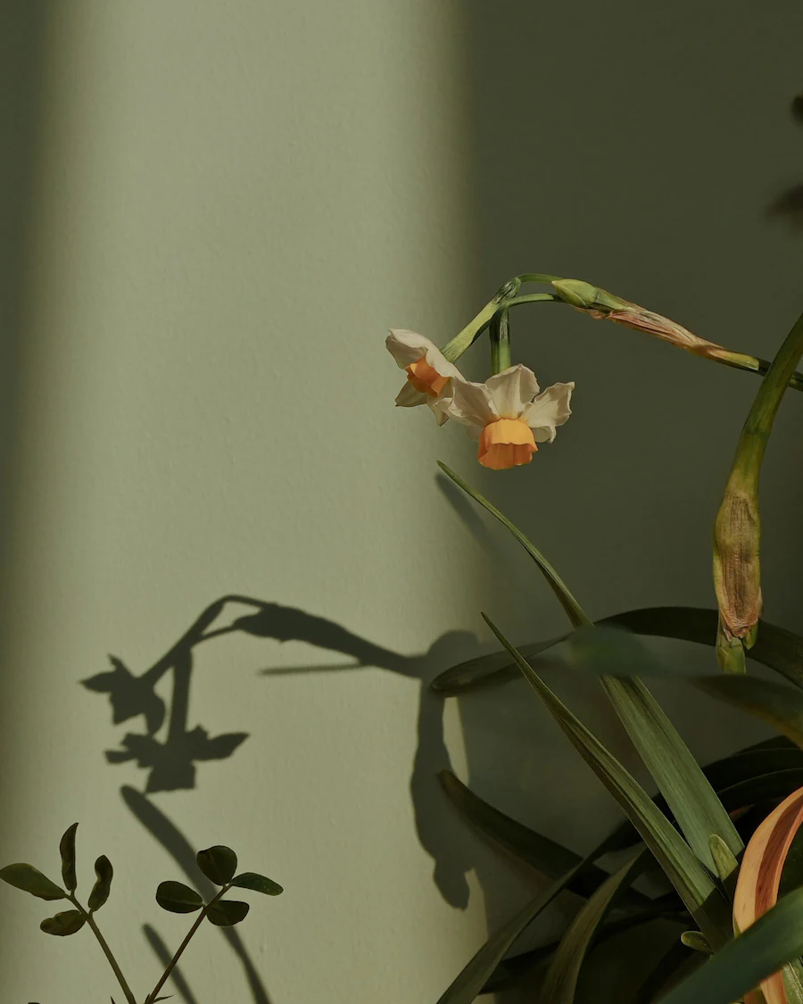 A single narcissus bloom casting a soft shadow on a sage-green wall