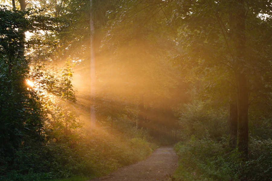 Gentle sunlight breaking across a quiet woodland path